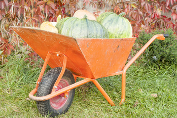 Autumn Pumpkin Harvest