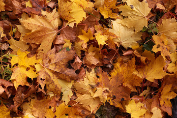 Yellow maple leaves background