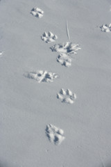 Arctic wolf, Canis lupus arctos