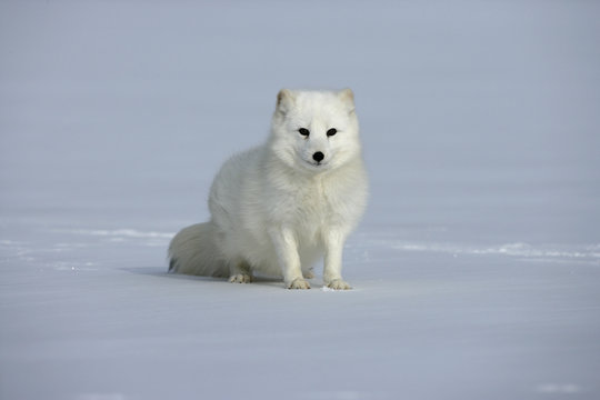 Arctic fox, Alopex lagopus