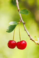 Sour Cherry Branch