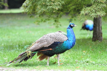 Obraz premium peacock in a park