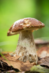 cep in the forest