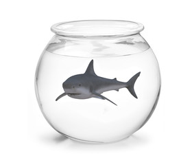 Fototapeta premium fishbowl with shark inside