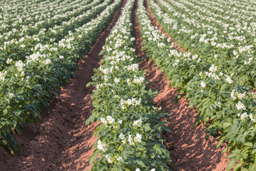Prince Edward Island Farm Fields