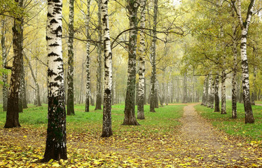 Morning autumn mist in october birch grove at crossing paths