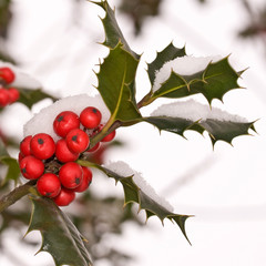 Branche de houx sous la neige, carré