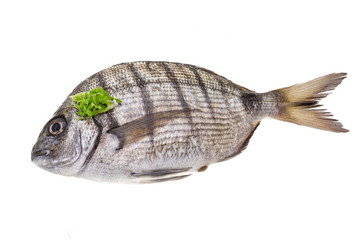 Raw Tilapia