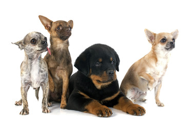 puppy rottweiler and chihuahuas