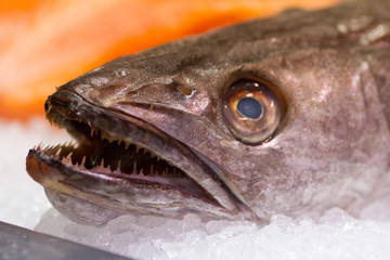 close-up on fresh fish head at the fish monger