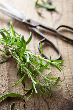 fresh rosemary herb on wooden background