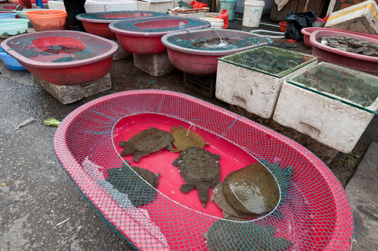 living turtles on food market, Old City in Shanghai, China