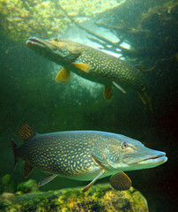 Underwater photo of a big Pike (Esox Lucius).