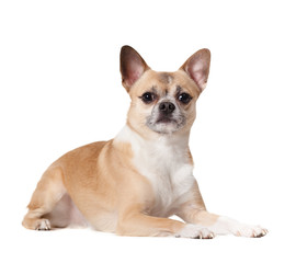 Lying cute straw-colored doggy, isolated
