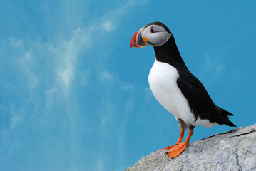 Puffin with Blue Sky Background