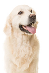 golden retriever dog sitting on isolated white - 57225203