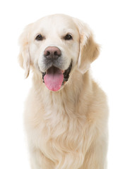 golden retriever dog sitting on isolated white - 57225285
