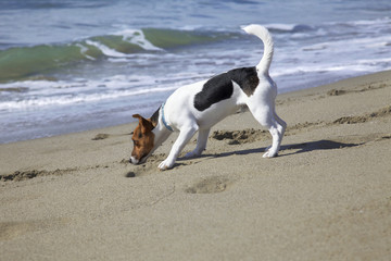 Young dog jack russel to sea