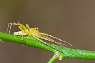 Macro lynx spider on green tree
