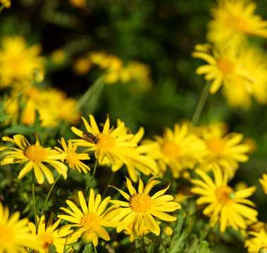 "Gelbe Margerite"Bilder StockFotos & Videos. Adobe Stock