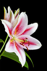 Close up image of pink and white lily flower