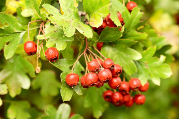 Hawthorn (Crataegus monogyna) fruits