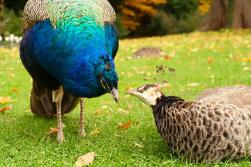 Obraz premium pair of loving peacocks