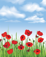 Summer background with poppy flower field and blue sky