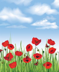 Fototapeta premium Summer background with poppy flower field and blue sky