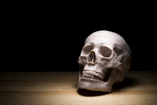 頭蓋骨の人体模型