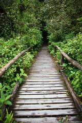 Fototapeta na wymiar wooden walking way in hill evergreen forest of Doi Inthanon Chia