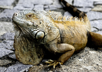 iguana lizard