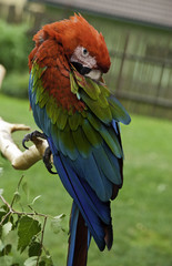 Perched macaw, ara parrot