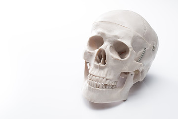 白背景に頭蓋骨の人体模型