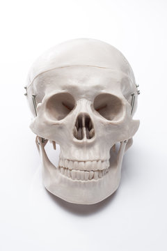 白背景に模型の頭蓋骨