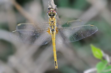 Sympetrum fonscolombii, femmina
