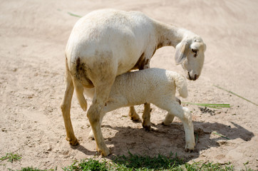 sheep feeding her kid