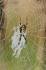 Argiope bruennichi, femmina