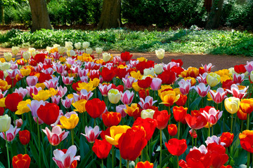 Colorful tulips in the park.