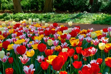Poster de jardin Tulipe Colorful tulips in the park.