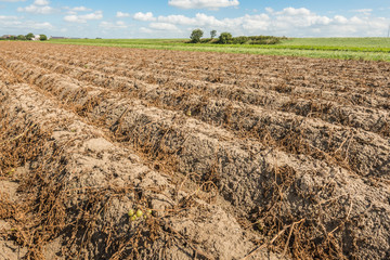 Potato ridges in the fall season