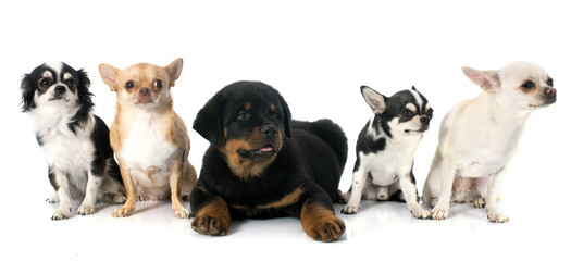 puppy rottweiler and chihuahuas