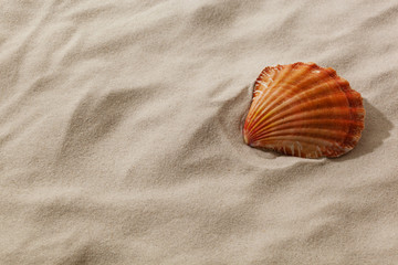 Muschel an einem Sandstrand