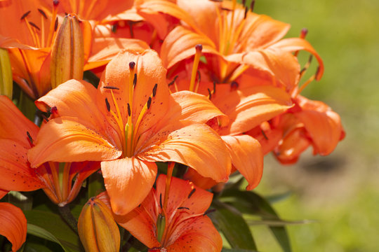 Fototapeta Asiatic Lillies in Bloom