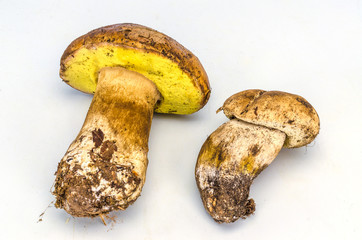 Funghi Porcini (Boletus Edulis)