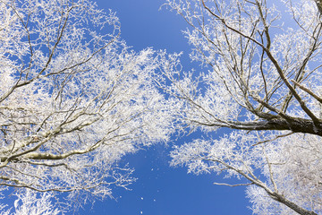 Whit winter in the forrest