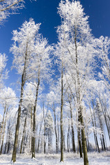 Whit winter in the forrest