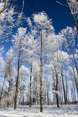 Whit winter in the forrest