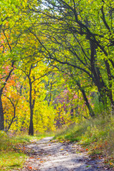 Naklejka na ściany i meble Droga między lesie jesienią