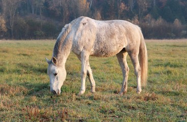 cheval